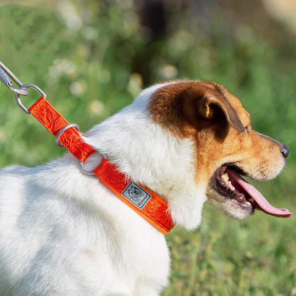 Dog P Chain Dog Walking Collar Artifact